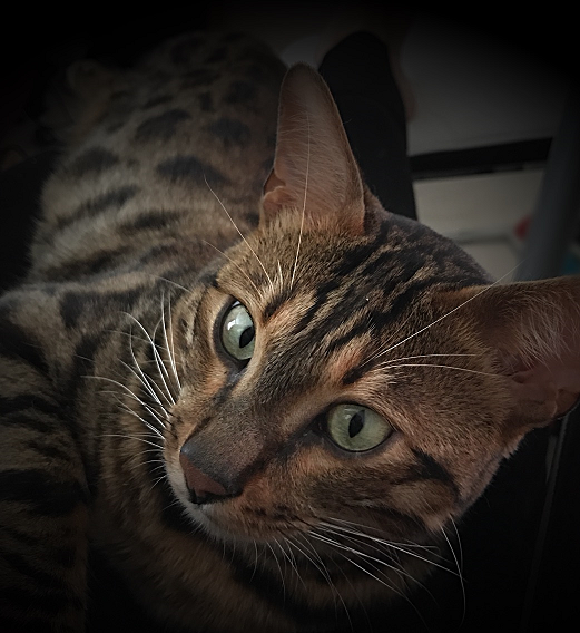 My companion, Dexter the Bengal